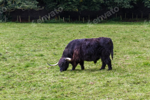 Preview: Close Up Of An Adult Highland Cow In A Field With Fresh Green Grass Late Summer In The Scottish