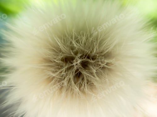 Preview: Dandelion In A Close Up View