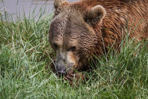 Preview: Adult Male Brown Bear Early Spring With Green Grass And Muddy Water