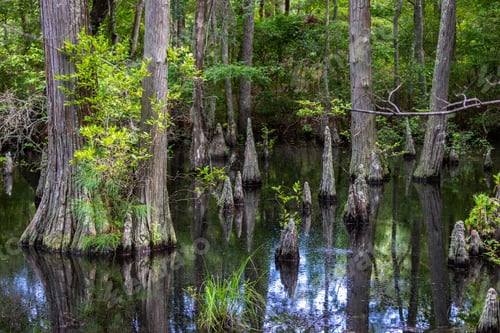 Preview: Bald Cypress Trees In A Swamp