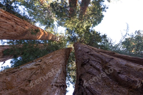 Preview: Looking Up Perspective Of A Grouping Of Giant Sequoias In The Sequoia National Park In California