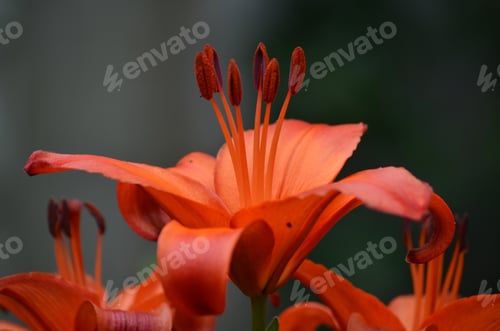 Preview: Pretty Flowering Orange Lilies In A Garden Blooming.