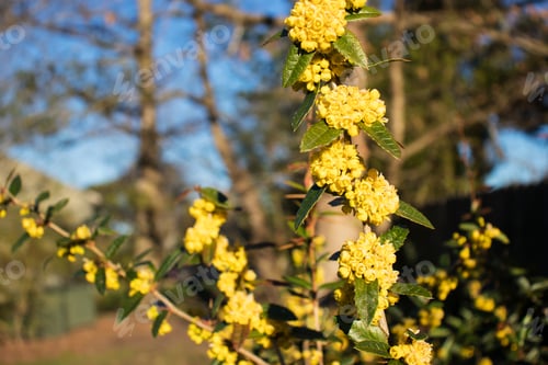 Preview: Plant With Small Yellow Flowers Blooming