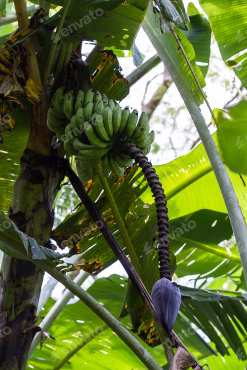 Preview: Cluster Of Bananas Growing In The Tropical Rainforest Of Costa Rica