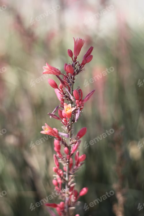 Preview: A Red Yucca Plant With Small Flowers 8003