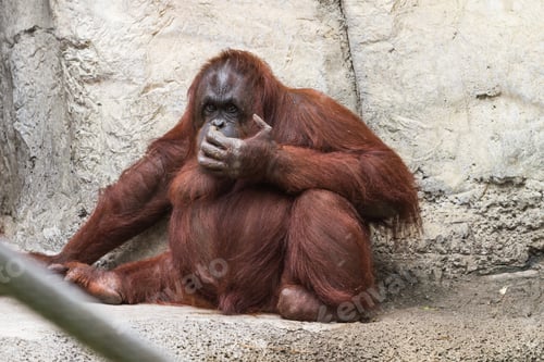 Preview: Orangutan Holding His Hand Up To His Face With A Sense Of Displeasure