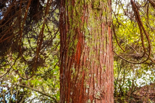 Preview: Brazil, Rio Grande Do Sul, Gramado Canela, Lago Negro Park And Nature Lake Extraordinary Texture