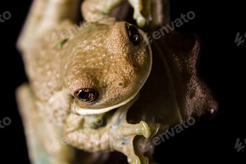 Preview: Small Tropical Frog With Beautiful Golden Eyes Isolated On A Black Background