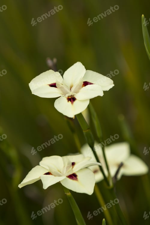 Preview: A Colorful Iris Wild Fairy Nice Seperated From The Background, Yellow.