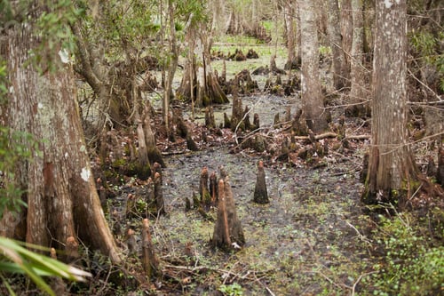 Preview: Cypress Knees In A Swamp