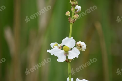 Preview: Budding And Blooming Cluster Of White Flowers.
