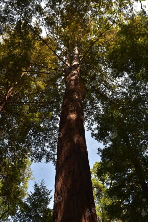 Preview: Canopy Over The Sequoia Trees In A Redwood Forest.