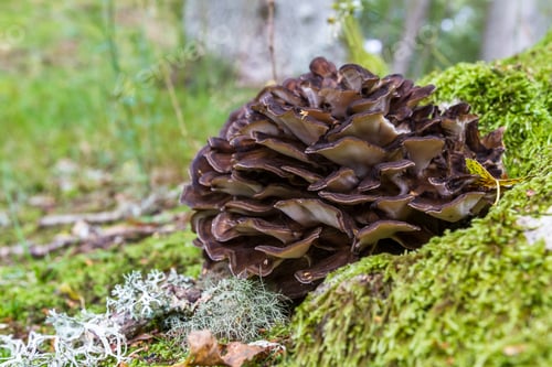 Preview: Close Up Of A Wild Mushroom Growing On The Ground In The Scottish Highlands
