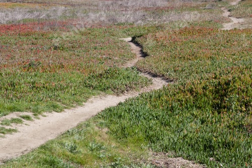 Preview: Path Outdoors Through The Low Brush