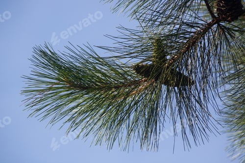 Preview: Pine Tree Limb Against The Blue Sky