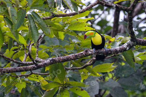 Preview: Keel Billed Toucan Perched On A Tree Branch In The Rainforest Of Costa Rica
