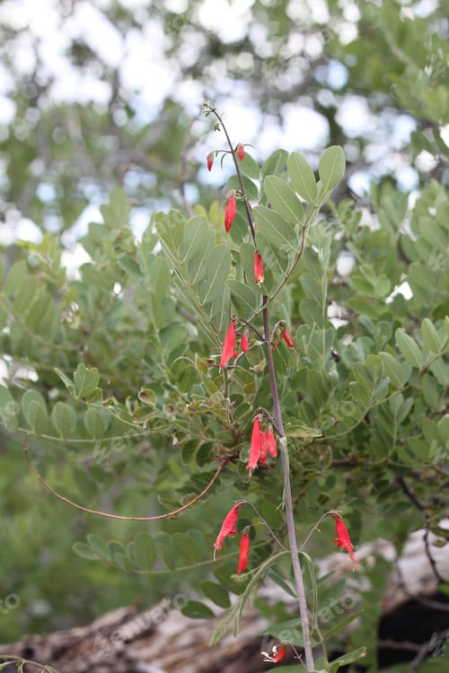 Preview: A Firecracker Penstemon With Pink Flowers 8172