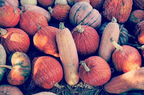 Preview: Pumpkins