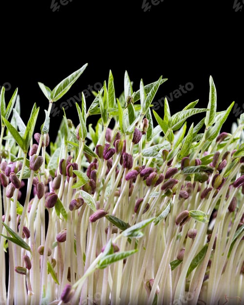 Preview: Close Up Of A Group Of Green Soybean Sprouts With Long Stems And Green Leaves