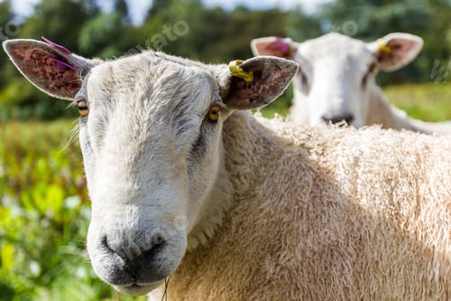 Preview: Close Up Of A Sheep In A Green Pasture In The Scottish Highlands