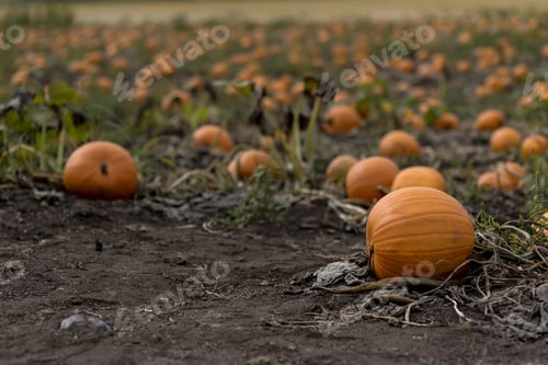 Preview: Autumn Is Just Around Corner - Pumpkin Patch Field In Saanich Peninsula, Vancouver Island