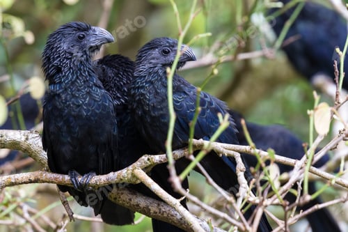 Preview: Close Up Of A Group Of Groove Billed Anis Perched On A Small Branch In The Rainforest Of Costa Rica