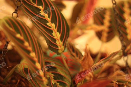 Preview: Green Prayer Plant Leaves With Bright Stripes 0448