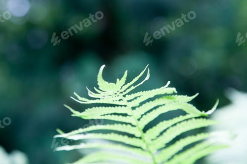 Preview: Fern Leaves For Background