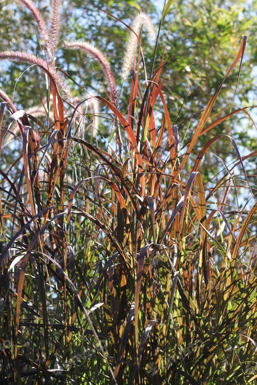 Preview: Tall Blades Of Prairie Grass With Feathery Plumes 2747