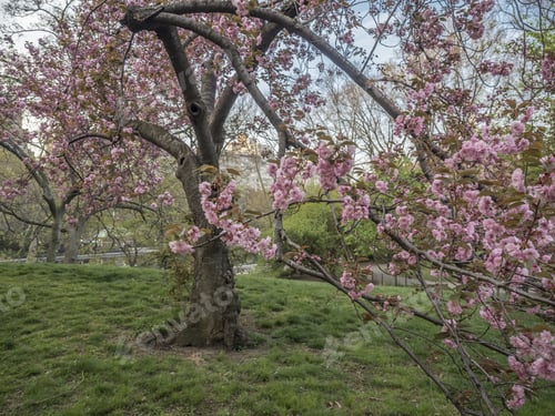 Preview: Central Park, New York City In Early Morning With Japanese Cherry Trees In Bloom