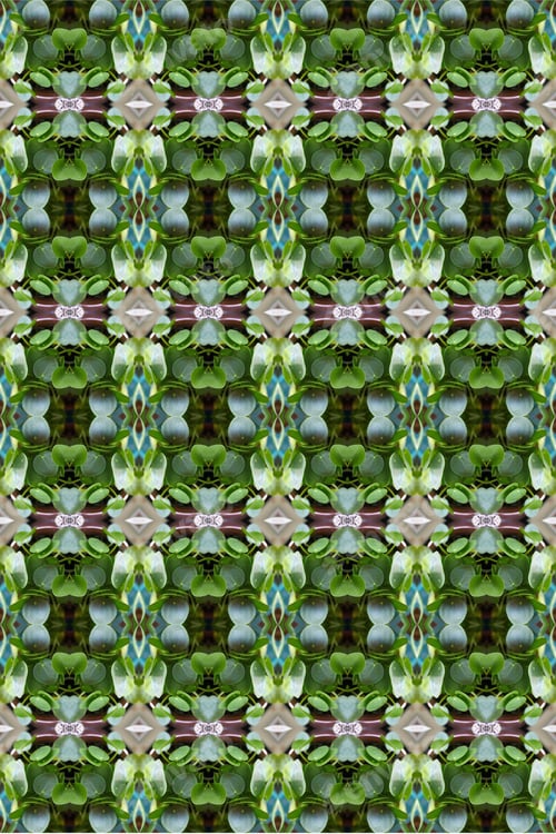 Preview: A Lush Green Pilea Peperomia Plant Abstract 0278