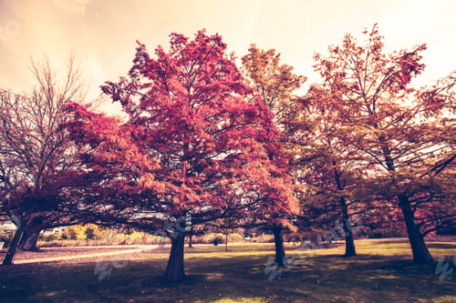 Preview: Autumn