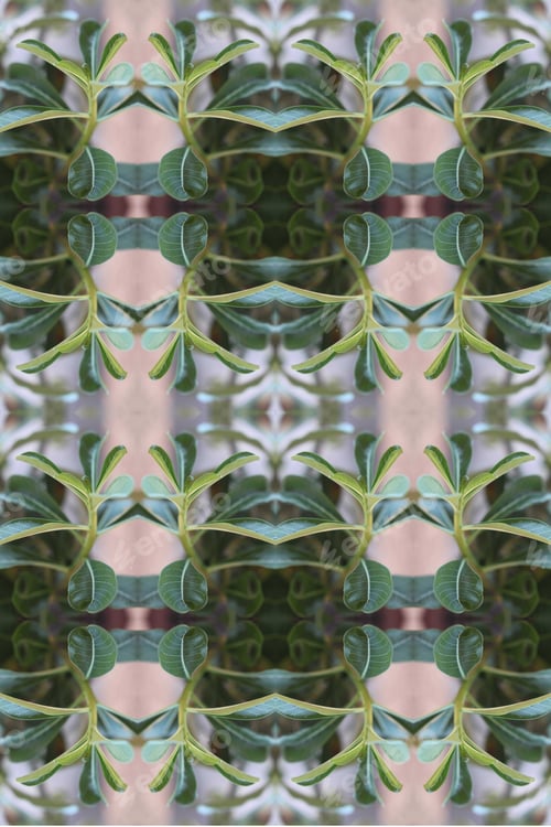 Preview: An Adenium Plant Abstract With Deep Fresh Green Leaves 0217