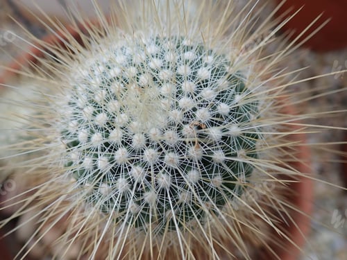Preview: Close Up Of Cactus With Thorns