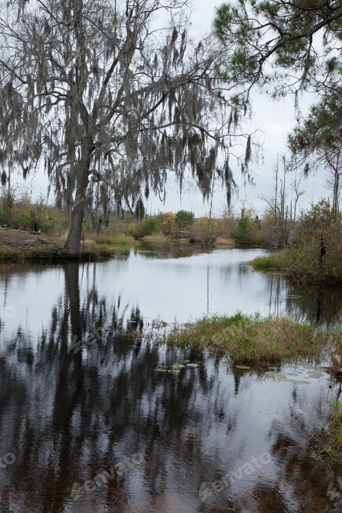 Preview: Swamp Water Reflecting Trees With Spanish Moss And Sky