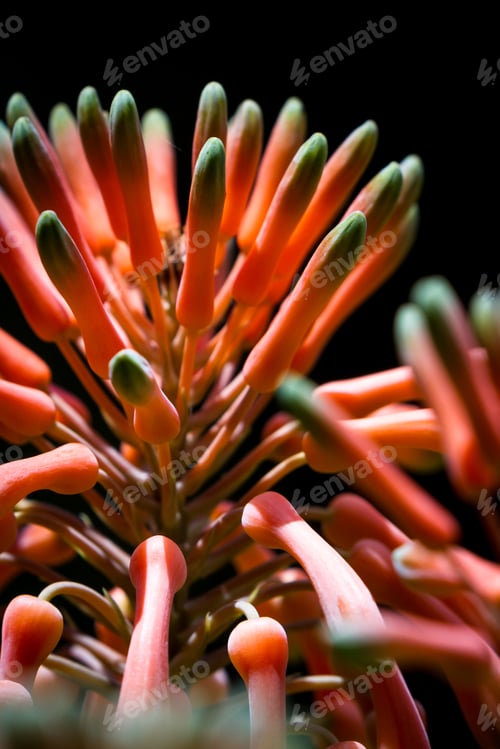 Preview: Close Up Of A Young Bloom On An Aloe Plant With A Vivid Orange Color Contrasting With He Black
