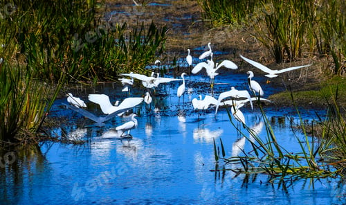 Preview: Flight Of The Water Fowl. Birds Of Different Species As Some Take Off In Flight From A Florida