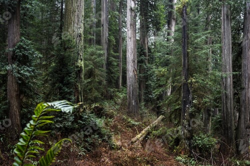 Preview: Giant Redwood Trees In A Secluded Forest Just A Few Miles Inland From The Southern Oregon Coast