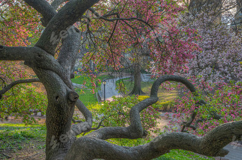 Preview: Spring In Central Park, New York City