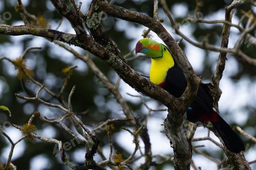 Preview: Keel Billed Toucan Perched On A Tree Branch In The Rainforest Of Costa Rica
