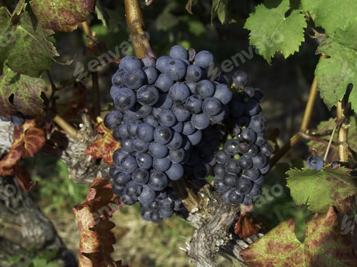 Preview: Purple Bunch Of Grapes Among Green Leaves And Stalks On Vine