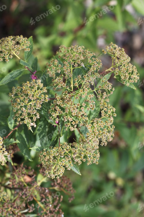 Preview: A Spiraea Meadow Sweets With Tiny Pink Flowers. 3311