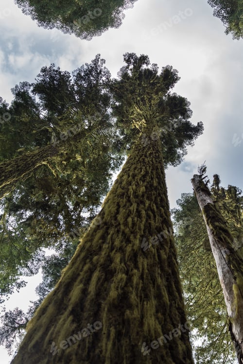 Preview: Tall Trees Covered In Moss Deep In The Woods In Oregon With A Look Up Perspective