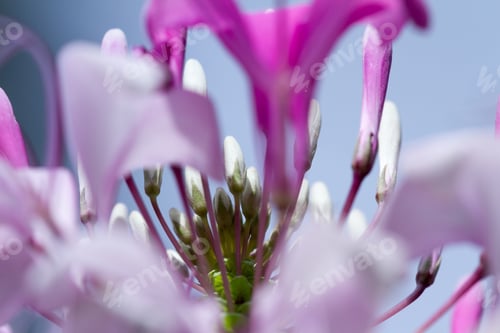 Preview: Close Up Of A Beautiful Tropical Flower With White And Purple Blooms Opening Into A Beautiful