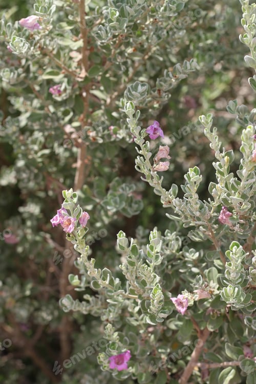 Preview: A Leucophyllum Fructescens Cenizo Plant With Purple Flowers 0675
