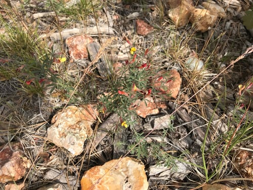 Preview: A Clump Of Desert Rock Pea Flowers 4711