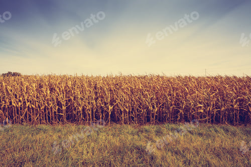 Preview: Corn Field