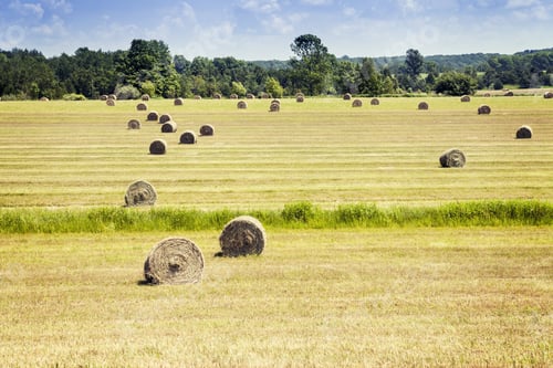 Preview: American Countryside Landscape With Bundles Of Hay