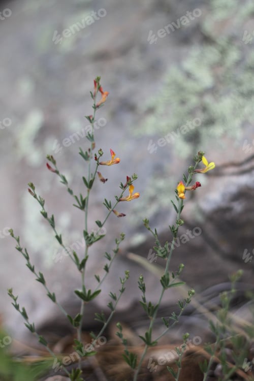 Preview: A Clump Of Desert Rock Pea Flowers 8189