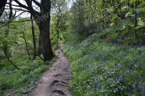 Preview: Forest With Beautiful Wildflowers With A Dirt Pathway.